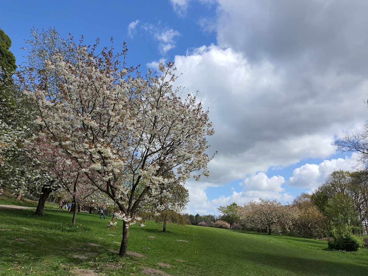 Golden Acre Park photo 5