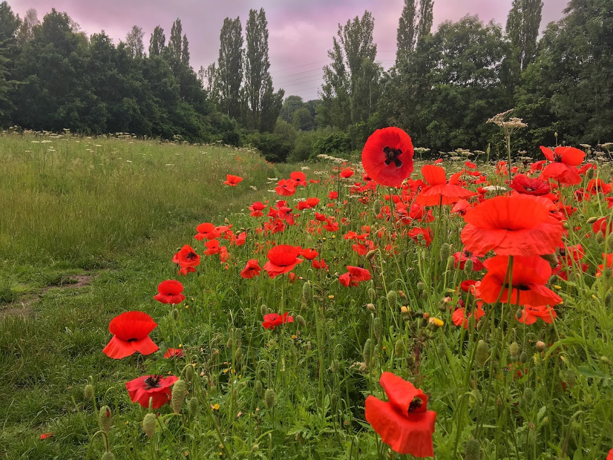 Kirkstall Valley Nature Reserve photo 2