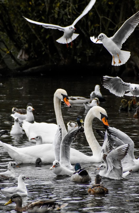 Golden Acre Park photo 6