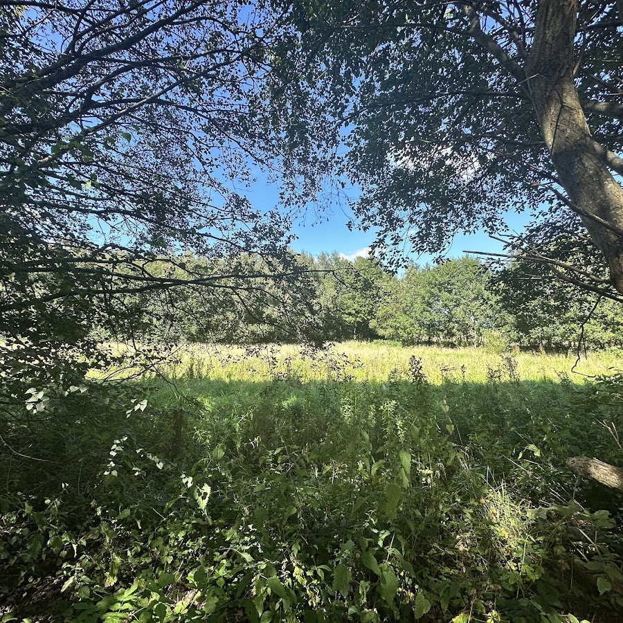 Black Moss Covert Nature Reserve photo 4