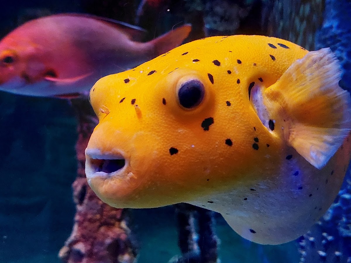 SEA LIFE Manchester photo 4