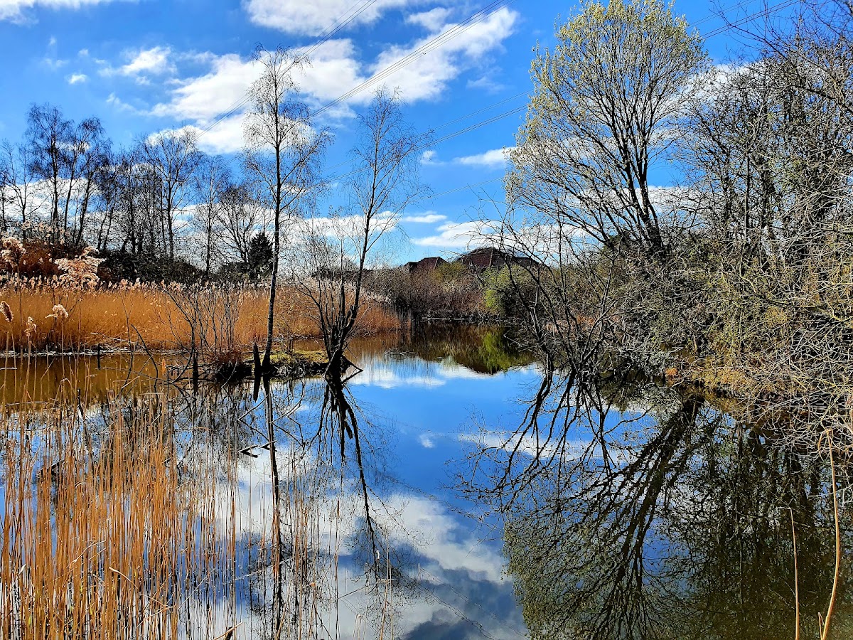 Jacksons Brickworks Local Nature Reserve