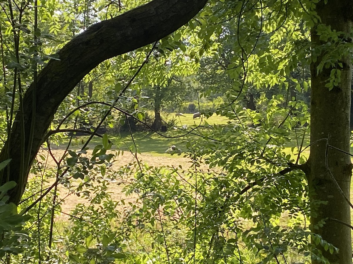 Newgate Nature Reserve photo 3