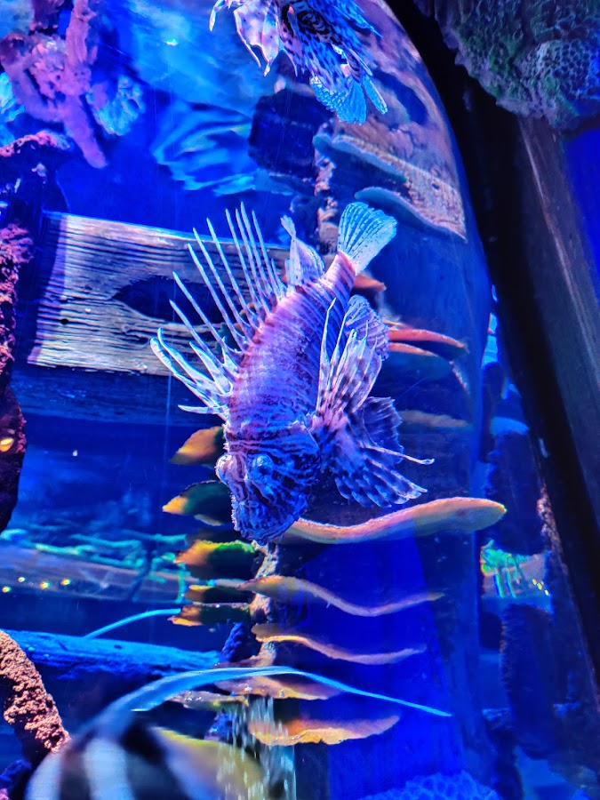 SEA LIFE Manchester photo 5