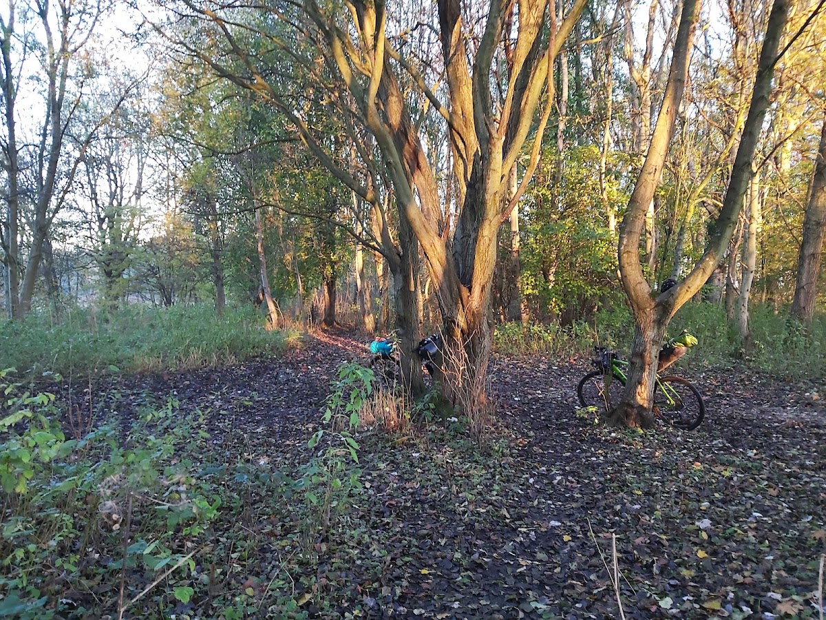 Black Moss Covert Nature Reserve photo 3