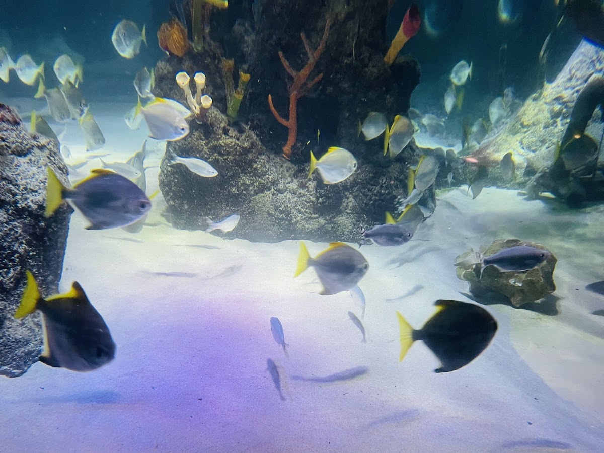 SEA LIFE Manchester photo 6
