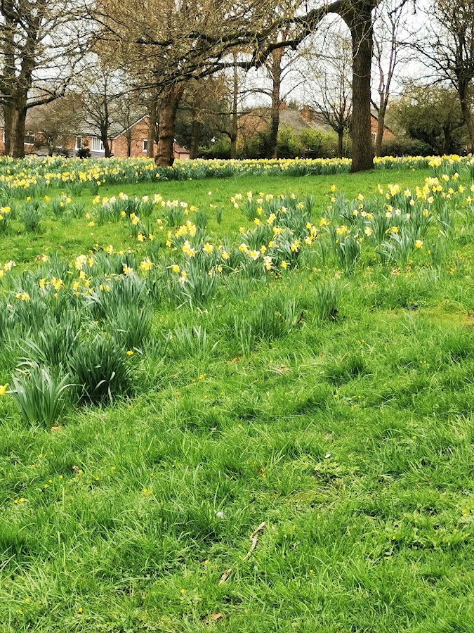 Buile Hill Park Playground photo 5