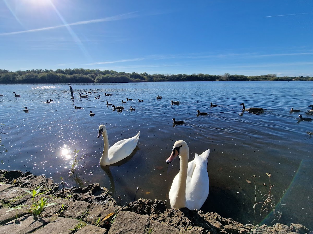Pennington Flash Nature Reserve