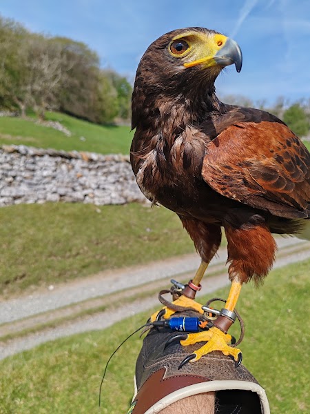 Settle Falconry photo 3