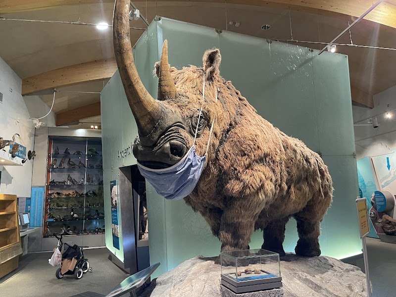 Weston Park Museum photo 2