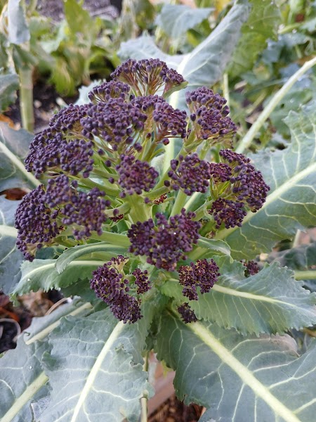 Beckhill Community Garden photo 3