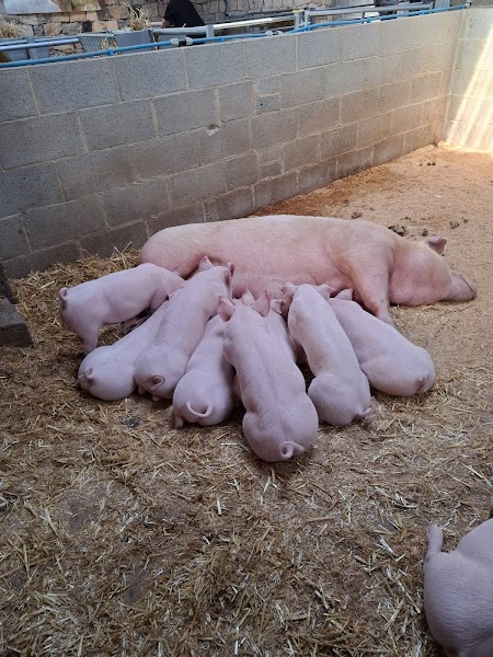 Hesketh Farm Park photo 3