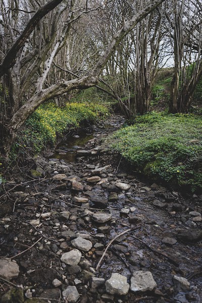 New Forest Woods photo 3